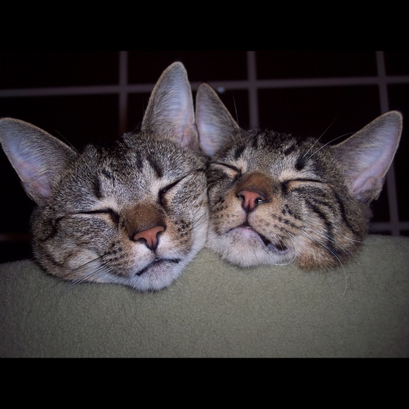 Meet the Posher - Picture 3 of 3